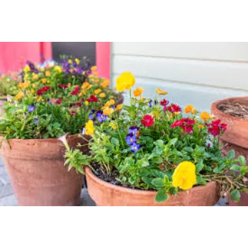Multicolor Pansy Plant 8a-pansy plant-1414396-69009.webp